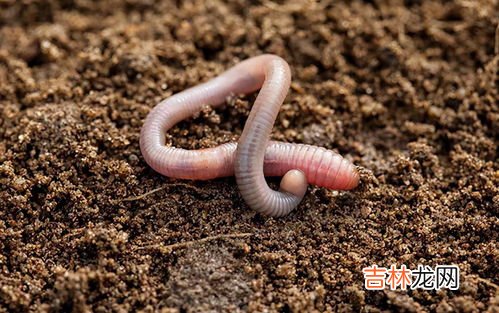 冻干地龙蛋白怎么样,孝慈地龙蛋白面膜怎么样