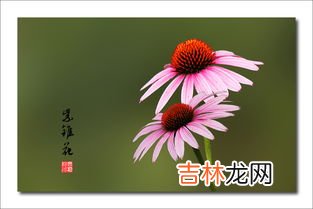 紫锥菊副作用,紫锥菊提取物有人听过吗？