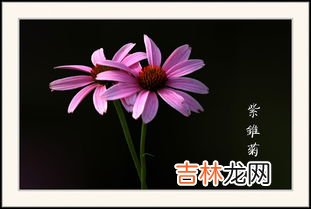 紫锥菊副作用,紫锥菊提取物有人听过吗？