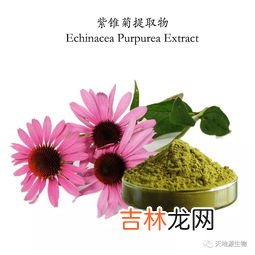 紫锥菊副作用,紫锥菊提取物有人听过吗？