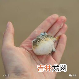 河豚是鱼吗,河豚是鱼类吗