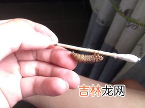 蚕找不到结茧的地方会憋死吗,蚕结茧据说是从外到内的，这个过程中不会把自己闷死啊？