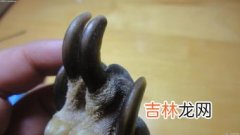 黑驴蹄子为什么克僵尸,古代盗墓必带的神器“黑驴蹄子”究竟有何作用？