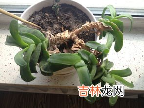 大蒜属于植物的哪个器官,吃的大蒜是蒜根还是蒜茎