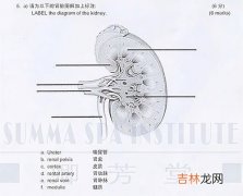 尸检需要解剖哪些器官,尸检需要解剖哪些器官？