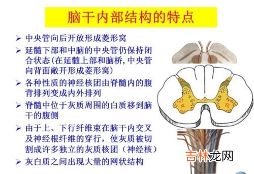 尸检需要解剖哪些器官,尸检需要解剖哪些器官？