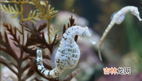 海马为什么是爸爸生出来的,为什么海马是爸爸生孩子呢?如何生孩子