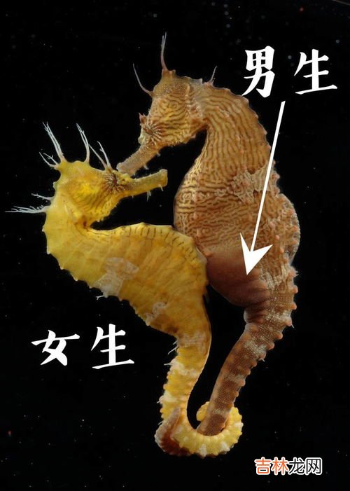 海马为什么是爸爸生出来的,为什么海马是爸爸生孩子呢?如何生孩子
