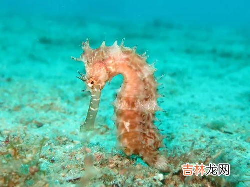 海马为什么是爸爸生出来的,为什么海马是爸爸生孩子呢?如何生孩子