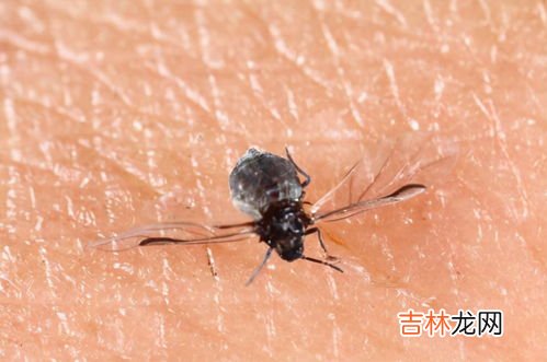 灯亮着蚊子就不咬人了吗,开灯是不是就没蚊子了