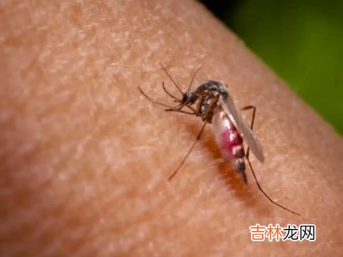 灯亮着蚊子就不咬人了吗,开灯是不是就没蚊子了