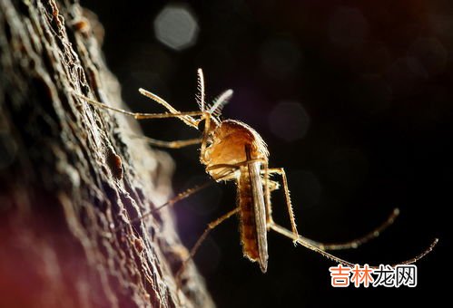 灯亮着蚊子就不咬人了吗,开灯是不是就没蚊子了