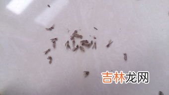 家里总有小飞虫怎么办找不到原因,屋里很多小飞虫怎么回事 屋里很多小飞虫的原因