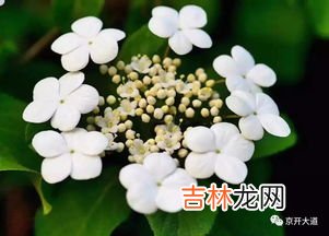 烟花别称及美名,烟花的别称和雅称是什么？