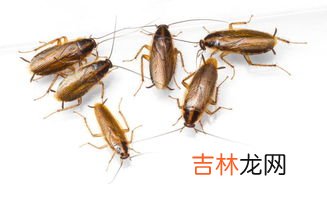 蟑螂什么样,小蟑螂长什么样 关于小蟑螂的特征介绍
