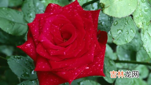52支红色玫瑰代表什么意思,52朵玫瑰表示什么意思