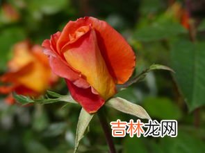 52支红色玫瑰代表什么意思,52朵玫瑰表示什么意思