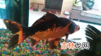新手卖鱼如何打入市场,刚开始卖海鲜有什么揽客技巧?