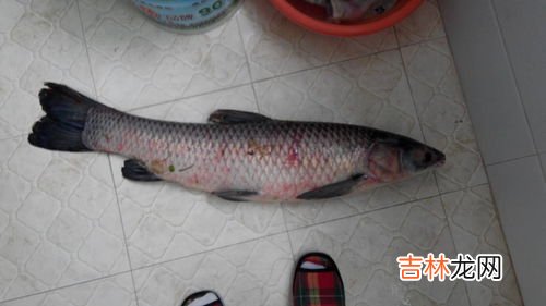 新手卖鱼如何打入市场,刚开始卖海鲜有什么揽客技巧?