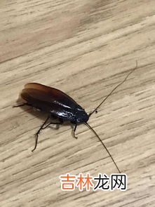 蟑螂怕光吗然后开着灯能行吗,蟑螂怕光开灯睡觉有用吗