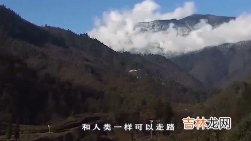 神农架为什么叫神农架,什么是神农架