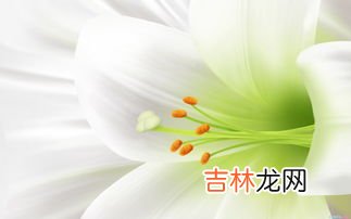 白百合膏女人吃有什么效果,吃百合对身体有哪些功效