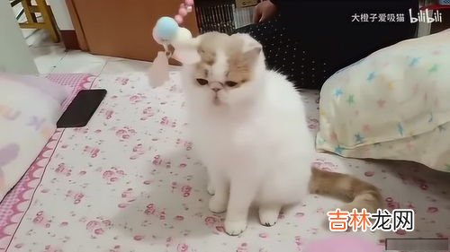 猫咪为什么喜欢逗猫棒,逗猫棒为什么对猫有效