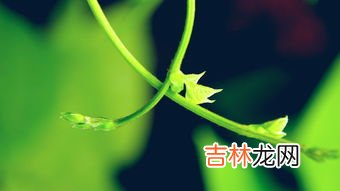 发苦的菜花有毒吗,野生白花菜有没毒性，是野生的那种，吃起来苦甜苦甜的感觉的