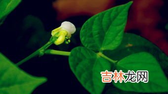 发苦的菜花有毒吗,野生白花菜有没毒性，是野生的那种，吃起来苦甜苦甜的感觉的