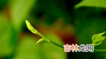 发苦的菜花有毒吗,野生白花菜有没毒性，是野生的那种，吃起来苦甜苦甜的感觉的
