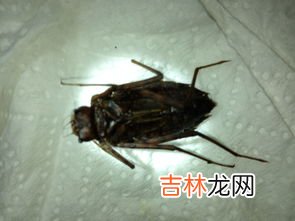 蟑螂最喜欢吃什么食物,蟑螂喜欢吃什么东西？