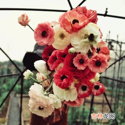 花是什么垃圾,鲜花属于什么垃圾