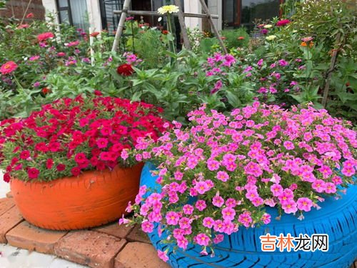 花是什么垃圾,鲜花属于什么垃圾