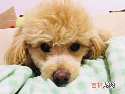 现在挂号为什么这么贵,深圳医保为什么医保挂号费比自费挂号贵