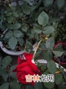 花为什么会枯萎,为什么花会枯萎?我要提问?