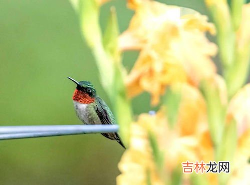 蜂鸟长5厘米还是5毫米,蜂鸟的简单介绍