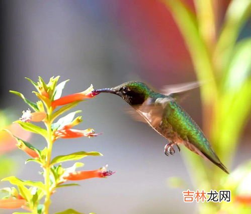 蜂鸟长5厘米还是5毫米,蜂鸟的简单介绍