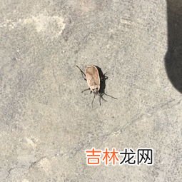 草蛉对人有害吗,怎样消除“害虫”――草蛉