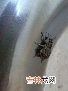 草蛉对人有害吗,怎样消除“害虫”――草蛉