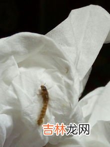 草蛉对人有害吗,怎样消除“害虫”――草蛉