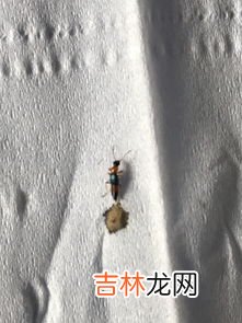 草蛉对人有害吗,怎样消除“害虫”――草蛉