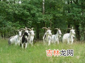 澳洲山羊奶片怎么吃,澳琳达羊奶片可以当早餐吃吗？