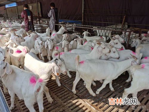 澳洲山羊奶片怎么吃,澳琳达羊奶片可以当早餐吃吗？