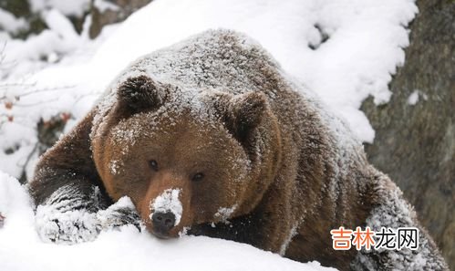 熊为什么要冬眠,北极熊为什么要冬眠，而且长时间冬眠不吃东西不会饿死？