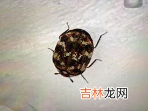 怎么灭水果生的小飞虫,水果店如何清除小飞虫