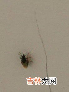 怎么灭水果生的小飞虫,水果店如何清除小飞虫
