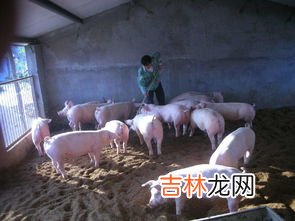 发酵床养猪制作方法,发酵床养猪如何制作？