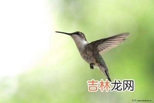 世界上最小的蜂鸟有多重 蜂鸟体重,一只蜂鸟有多重