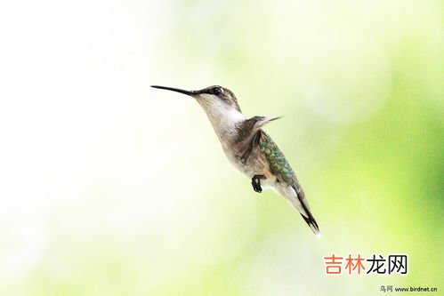 世界上最小的蜂鸟有多重 蜂鸟体重,一只蜂鸟有多重