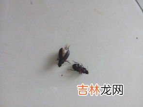 蟑螂是怎么生成的,蟑螂是怎么形成的